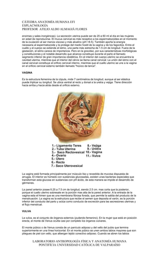 CÁTEDRA ANATOMÍA HUMANA EFI
ESPLACNOLOGÍA
PROFESOR ATILIO ALDO ALMAGIÀ FLORES

enzimas y sales inorgánicas). La secreción uterina puede ser de 20 a 60 ml al día en las mujeres
en edad de reproducirse. El mucus cervical es más receptivo a los espermatozoides en el momento
de la ovulación al ser menos viscoso y más alcalino (pH =8.5). También aporta la energía
necesaria al espermatozoide y le protege del medio hostil de la vagina y de los fagocitos. Entre el
cuello y el cuerpo se extiende el istmo, una parte más estrecha de 1.5 cm de longitud. Fuera de la
gestación, el istmo carece de importancia. Pero en la gravidez, por sus características morfológicas
y constituciones y el notable desarrollo que alcanza constituye durante el parto el llamado
segmento inferior de gran importancia obstétrica. En el interior del cuerpo uterino se encuentra la
cavidad uterina, mientras que el interior del cérvix se llama canal cervical. La unión del istmo con el
canal cervical constituye el orificio cervical interno, mientras que el cuello uterino se une a la vagina
en el orificio cervical externo también llamado "hocico de tenca".

VAGINA

Es la estructura femenina de la cópula, mide 7 centímetros de longitud, aunque al ser elástica
puede triplicar su longitud. Se ubica ventral al recto y dorsal a la uretra y vejiga. Tiene dirección
hacia arriba y hacia atrás desde el orificio externo.




La vagina está formada principalmente por músculo liso y revestida de mucosa dispuesta de
arrugas. El interior es húmedo con sustancias glucosadas, existen unas bacterias especiales que
transforman esta glucosa en sustancias con pH ácido, de esta manera se impide el desarrollo de
gérmenes.

La pared anterior posee 6.25 a 7.5 cm de longitud, siendo 2.5 cm. mas corta que la posterior,
porque el cuello uterino sobresale en la porción mas alta de la pared anterior. A la entrada de la
vagina esta el himen que es una membrana fibrosa forada, que permite la salida del producto de la
menstruación. La vagina es la estructura que recibe el semen que deposita el varón, es la porción
inferior del conducto del parto y actúa como conducto de excreción para las secresiones uterinas y
el flujo menstrual.

VULVA

La vulva, es el conjunto de órganos externos (pudendo femenino). En la mujer que está en posición
erecta, el monte de Venus oculta casi por completo los órganos vulvares.

El monte púbico o de Venus consta de un panículo adiposo y del vello del pubis que termina
superiormente en una línea horizontal. En el monte púbico se unen ambos labios mayores que son
pliegues de piel con vello, que albergan tejido conectivo adiposo. Cuando se abren los labios


         LABORATORIO ANTROPOLOGÍA FÍSICA Y ANATOMÍA HUMANA
            PONTIFÍCIA UNIVERSIDAD CATÓLICA DE VALPARAÍSO
 