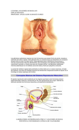 CÁTEDRA ANATOMÍA HUMANA EFI
ESPLACNOLOGÍA
PROFESOR ATILIO ALDO ALMAGIÀ FLORES




Las glándulas vestibulares mayores son dos formaciones que poseen forma de poroto, situadas a
cada lado del orificio vaginal. Cada glándula tiene un conducto largo que desemboca en el espacio
situado entre el himen y el labio menor. Estas glándulas tienen importancia clínica porque a
menudo experimentan infección (Bartholinitis). Son homólogas a las glándulas bulbouretrales
masculinas y secretan un líquido que tiene por finalidad lubricar. Las glándulas vestibulares
menores desembocan en el vestibulo cerca del meato urinario por pequeños conductos.

La pared del vestíbulo vaginal está acolchada en ambos lados por un cuerpo cavernoso, el bulbo
del vestíbulo, que tiene por finalidad acentuar las sensaciones voluptuosas durante la cópula. Es el
homólogo al cuerpo esponjoso del hombre.

         Conceptos Básicos del Sistema Reproductor Masculino
El aparato reproductor está constituído por los órganos que tienen como funciones producir
espermatozoides maduros e introducirlos en las vías reproductivas de la mujer. Además los
testículos secretan las hormonas masculinas, principalmente testosterona




         LABORATORIO ANTROPOLOGÍA FÍSICA Y ANATOMÍA HUMANA
            PONTIFÍCIA UNIVERSIDAD CATÓLICA DE VALPARAÍSO
 