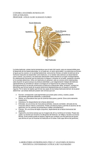 CÁTEDRA ANATOMÍA HUMANA EFI
ESPLACNOLOGÍA
PROFESOR ATILIO ALDO ALMAGIÀ FLORES




La bolsa testicular, posee menos temperatura que el resto del cuerpo, esto es imprescindible para
el desarrollo de los espermatozoides, si no fuese así, el varón seria estéril. Los testículos se forman
al igual que los ovarios, en la cavidad abdominal, cerca de los riñones; al recibir el estimulo de la
hormona masculina se desarrollan como testículo, si no reciben este estimulo se desarrollarían
como ovarios. Los ovarios y los testículos descienden hasta situarse en el lugar correspondiente.
Es relativamente frecuente que los testículos no lleguen a situarse en la bolsa, quedando situados
en la cavidad abdominal, niños con testículos en ascensor; esto se conoce como criptorquídea,
esta situación es grave porque se produce esterilidad, y por degeneración maligna del testículo
(generalmente se convierte en cáncer a la larga) en la mayoría de los casos se resuelve
quirúrgicamente.En el período embrionario el testículo al descender debe "arrastrar" consigo los
elementos que forman parte de la pared abdominal desplazándose por el trayecto (conducto)
inguinal. Por lo tanto los tejidos que forman las capas de las bolsas testículos derivan de la pared
abdominal. Las bolsas testicular poseen seis túnicas que son:

    •   Escroto: corresponde a piel pigmentada que posee pelos cortos y rizados, posee
        abundantes glándulas sebáceas y sudoríparas.
    •   Dartos: es músculatura lisa que se continúa hacia pene y periné. Sirve como elemento
        suspensorio.
    •   Celulósica: Es despendiente de la fascia abdominal
    •   Eritroides: es una túnica de músculatura estriada, músculo cremáster, derivada de los
        músculos oblicuo interno y transverso. Posee una fascia propia y permite el ascenso de los
        testículos con los cambios de temperatura (reflejo cremasteriano).
    •   Fibrosa : Es una túnica de tejido conjuntivo, dependiente de la fascia transversal del
        abodmen
    •   Vaginal Es una túnica serosa que se invagina (de ahí su nombre) en la bolsa. Posee dos
        capas, la visceral que recubre a la albugínea del testículo, se refleja y recubre a la túnica
        fibrosa. Entre ambas queda el espacio vaginal que contiene una fina película de líquido,
        que elimina el roce al moverse los testiculos en la bolsa. Está capa deriva del peritoneo.




         LABORATORIO ANTROPOLOGÍA FÍSICA Y ANATOMÍA HUMANA
            PONTIFÍCIA UNIVERSIDAD CATÓLICA DE VALPARAÍSO
 