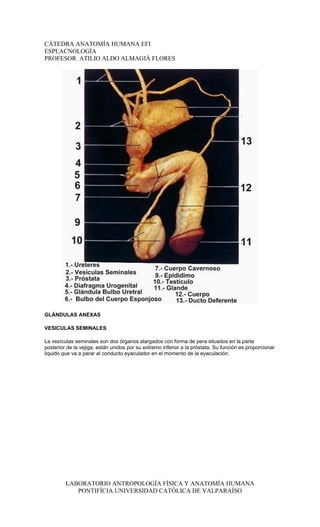 CÁTEDRA ANATOMÍA HUMANA EFI
ESPLACNOLOGÍA
PROFESOR ATILIO ALDO ALMAGIÀ FLORES




GLÁNDULAS ANEXAS

VESICULAS SEMINALES

La vesículas seminales son dos órganos alargados con forma de pera situados en la parte
posterior de la vejiga, están unidos por su extremo inferior a la próstata. Su función es proporcionar
liquido que va a parar al conducto eyaculador en el momento de la eyaculación.




         LABORATORIO ANTROPOLOGÍA FÍSICA Y ANATOMÍA HUMANA
            PONTIFÍCIA UNIVERSIDAD CATÓLICA DE VALPARAÍSO
 