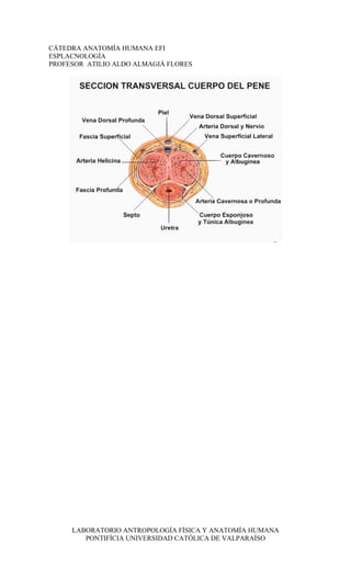 CÁTEDRA ANATOMÍA HUMANA EFI
ESPLACNOLOGÍA
PROFESOR ATILIO ALDO ALMAGIÀ FLORES




     LABORATORIO ANTROPOLOGÍA FÍSICA Y ANATOMÍA HUMANA
        PONTIFÍCIA UNIVERSIDAD CATÓLICA DE VALPARAÍSO
 
