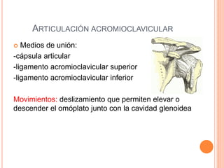 ARTICULACIÓN ACROMIOCLAVICULAR
 Medios de unión:
-cápsula articular
-ligamento acromioclavicular superior
-ligamento acromioclavicular inferior
Movimientos: deslizamiento que permiten elevar o
descender el omóplato junto con la cavidad glenoidea
 