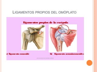 LIGAMENTOS PROPIOS DEL OMÓPLATO
 