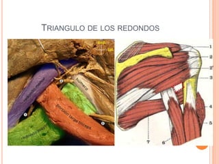 TRIANGULO DE LOS REDONDOS
 