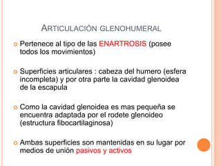 ARTICULACIÓN GLENOHUMERAL
 Pertenece al tipo de las ENARTROSIS (posee
todos los movimientos)
 Superficies articulares : cabeza del humero (esfera
incompleta) y por otra parte la cavidad glenoidea
de la escapula
 Como la cavidad glenoidea es mas pequeña se
encuentra adaptada por el rodete glenoideo
(estructura fibocartilaginosa)
 Ambas superficies son mantenidas en su lugar por
medios de unión pasivos y activos
 