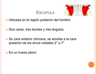 ESCAPULA
 Ubicada en la región posterior del hombro
 Dos caras, tres bordes y tres ángulos
 Su cara anterior cóncava, se amolda a la cara
posterior de los arcos costales 2° a 7°
 Es un hueso plano
 