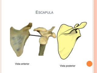 ESCAPULA
Vista anterior
Vista posterior
 