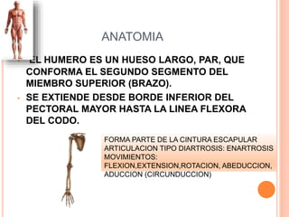 ANATOMIA
• EL HUMERO ES UN HUESO LARGO, PAR, QUE
CONFORMA EL SEGUNDO SEGMENTO DEL
MIEMBRO SUPERIOR (BRAZO).
• SE EXTIENDE DESDE BORDE INFERIOR DEL
PECTORAL MAYOR HASTA LA LINEA FLEXORA
DEL CODO.
FORMA PARTE DE LA CINTURA ESCAPULAR
ARTICULACION TIPO DIARTROSIS: ENARTROSIS
MOVIMIENTOS:
FLEXION,EXTENSION,ROTACION, ABEDUCCION,
ADUCCION (CIRCUNDUCCION)
 