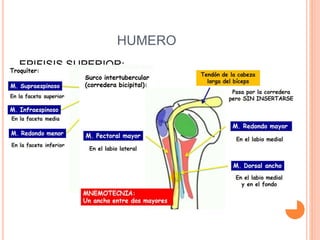 HUMERO
EPIFISIS SUPERIOR:
-TROQUITER
-TROQUIN
-CORREDERA BICIPITAL
-CUELLO ANATOMICO
-CUELLO QUIRURGICO
 