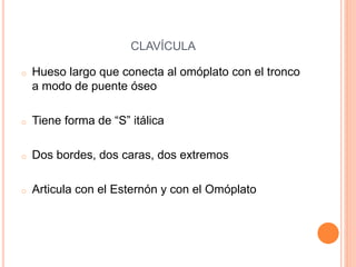 CLAVÍCULA
o Hueso largo que conecta al omóplato con el tronco
a modo de puente óseo
o Tiene forma de “S” itálica
o Dos bordes, dos caras, dos extremos
o Articula con el Esternón y con el Omóplato
 