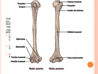 HUMERO
CUERPO O DIAFISIS:
ES UNA PIRAMIDE SEPARADA DE LA EPIFISIS POR EL CUELLO
QUIRURGICO (LINEA IMAGINARIA), FORMADA POR :
-TRES CARAS: POSTERIOR, EXTERNA E INTERNA
-TRES BORDES: ANTERIOR, INTERNO Y EXTERNO (SEPARAN LOS
BORDES)
 CARA POSTERIOR: CANAL DE TORSION, DIVIDE EN DOS
PORCIONES, SUPERIOR (VASTO EXTERNO) Y UNA INFERIOR
(VASTO INTERNO). CORRE EL NERVIO RADIAL
 CARA EXTERNA: V DELTOIDEA FORMADA POR DOS LABIOS
SUPERIOR (DELTOIDES) INFERIOR (BRAQUIAL ANTERIOR)
 CARA INTERNA: AGUJERO NUTRICIO Y DOS MUSCULOS BRAQUIAL
ANTERIOR (DISTAL) Y CORACOBRAQUIAL (PROXIMAL)
 