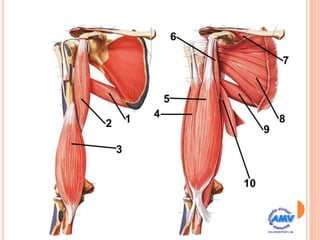 MUSCULOS
LOS MUSCULOS SON CUATRO, UBICADOS EN
DOS COMPARTIMIENTOS
-ANTERIOR: BICEPS BRAQUIAL, (CUBIERTO EN
PCIO POR DELTOIDES Y PECTORAL MAYOR),
BRAQUIAL ANTERIOR Y CORACOBRAQUIAL-
INERV. MUSCULOCUTANEO
-POSTERIOR: TRICEPS -RADIAL
 