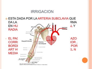 IRRIGACION
 ESTA DADA POR LA ARTERIA SUBCLAVIA QUE
DA LA ARTERIA AXILAR QUE SE TRANSFORMA
EN HUMERAL PARA TERMINAR EN CUBITAL Y
RADIAL
• EL PAQUETE VASCULONERVIOSO DEL BRAZO
CORRE POR EL COMPARTIMENTO ANTERIOR ,
BORDE INTERNO DEL BICEPS, FORMADO POR
ART HUMERAL SUS VENAS SATELITES Y EL N
MEDIANO.
 