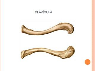 CLAVÍCULA
 