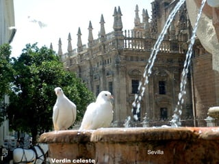 Sevilla Verdin celeste 