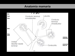 Anatomía mamaria

 