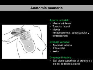 Anatomía mamaria

Aporte arterial:
• Mamaria interna
• Torácica lateral
• Menos
(toracoacromial, subescapular y
toracodorsal)
Drenaje venoso:
• Mamaria interna
• Intercostal
• Axilar
Dreanaje linfatico
• Del plexo superficial al profundo y
de allí cadenas axilares

 