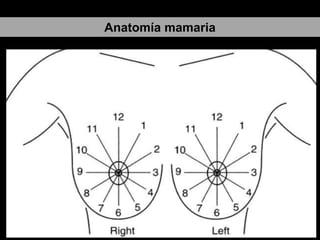 Anatomía mamaria

Aporte arterial:
• Mamaria interna
• Torácica lateral
• Menos
(toracoacromial, subescapular y
toracodorsal)
Drenaje venoso:
• Mamaria interna
• Intercostal
• Axilar
Dreanaje linfatico
• Del plexo superficial al profundo y
de allí cadenas axilares

 