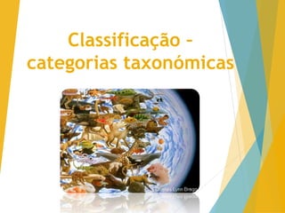 Classificação – 
categorias taxonómicas 
 