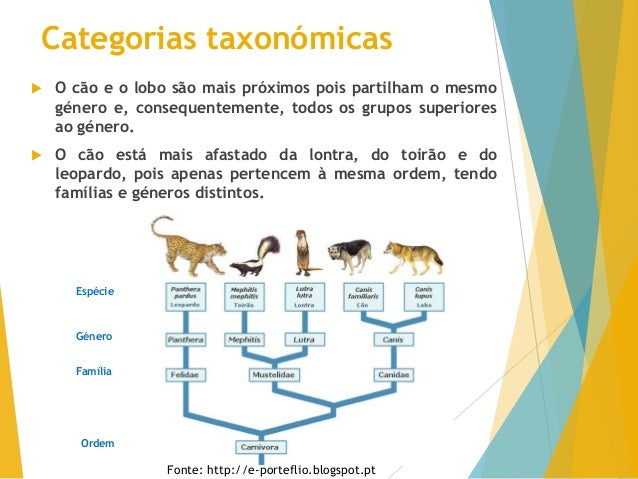 Resultado de imagem para classificação taxonômica da lontra