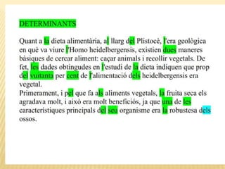 Categories morfològiques, homo h.