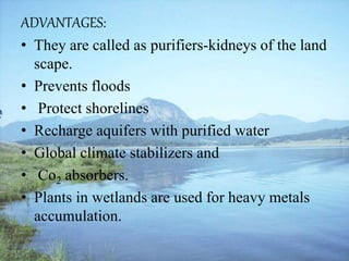 ADVANTAGES:
• They are called as purifiers-kidneys of the land
scape.
• Prevents floods
• Protect shorelines
• Recharge aquifers with purified water
• Global climate stabilizers and
• Co2 absorbers.
• Plants in wetlands are used for heavy metals
accumulation.
 