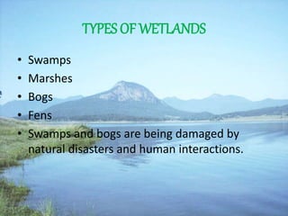 TYPES OF WETLANDS
• Swamps
• Marshes
• Bogs
• Fens
• Swamps and bogs are being damaged by
natural disasters and human interactions.
 