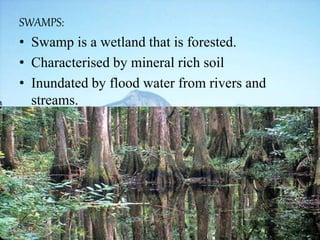 SWAMPS:
• Swamp is a wetland that is forested.
• Characterised by mineral rich soil
• Inundated by flood water from rivers and
streams.
 