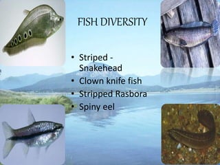 FISH DIVERSITY
• Striped -
Snakehead
• Clown knife fish
• Stripped Rasbora
• Spiny eel
 