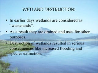 WETLAND DESTRUCTION:
• In earlier days wetlands are considered as
“wastelands”.
• As a result they are drained and uses for other
purposes.
• Destruction of wetlands resulted in serious
consequences like increased flooding and
species extinction.
 