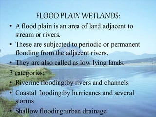 FLOOD PLAIN WETLANDS:
• A flood plain is an area of land adjacent to
stream or rivers.
• These are subjected to periodic or permanent
flooding from the adjacent rivers.
• They are also called as low lying lands.
3 categories:
• Riverine flooding:by rivers and channels
• Coastal flooding:by hurricanes and several
storms
• Shallow flooding:urban drainage
 