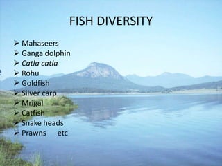 FISH DIVERSITY
 Mahaseers
 Ganga dolphin
 Catla catla
 Rohu
 Goldfish
 Silver carp
 Mrigal
 Catfish
 Snake heads
 Prawns etc
 