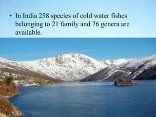 • In India 258 species of cold water fishes
belonging to 21 family and 76 genera are
available.
 