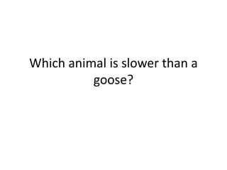 Which animal is slower than a
goose?
 