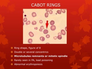 Category of blood variation in shape 