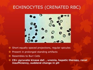 Category of blood variation in shape