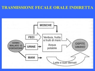 TRASMISSIONE FECALE ORALE INDIRETTA
 