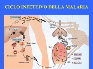 CICLO INFETTIVO DELLA MALARIA
 