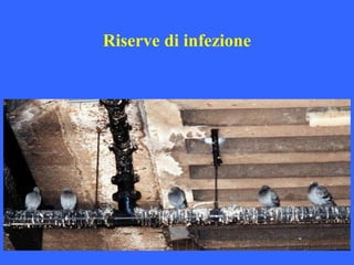 Riserve di infezione
 