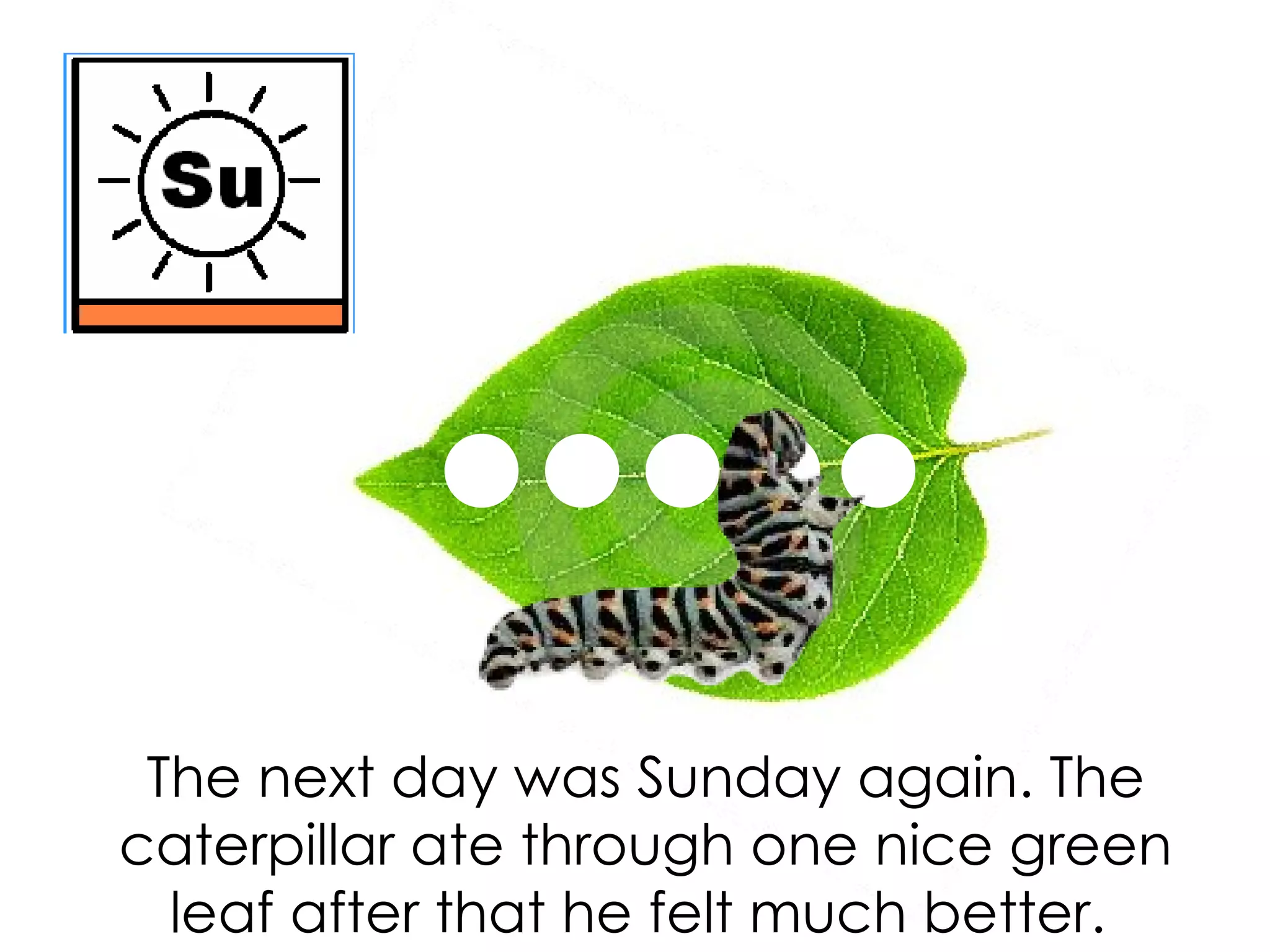 The next day was Sunday again. The
caterpillar ate through one nice green
leaf after that he felt much better.
