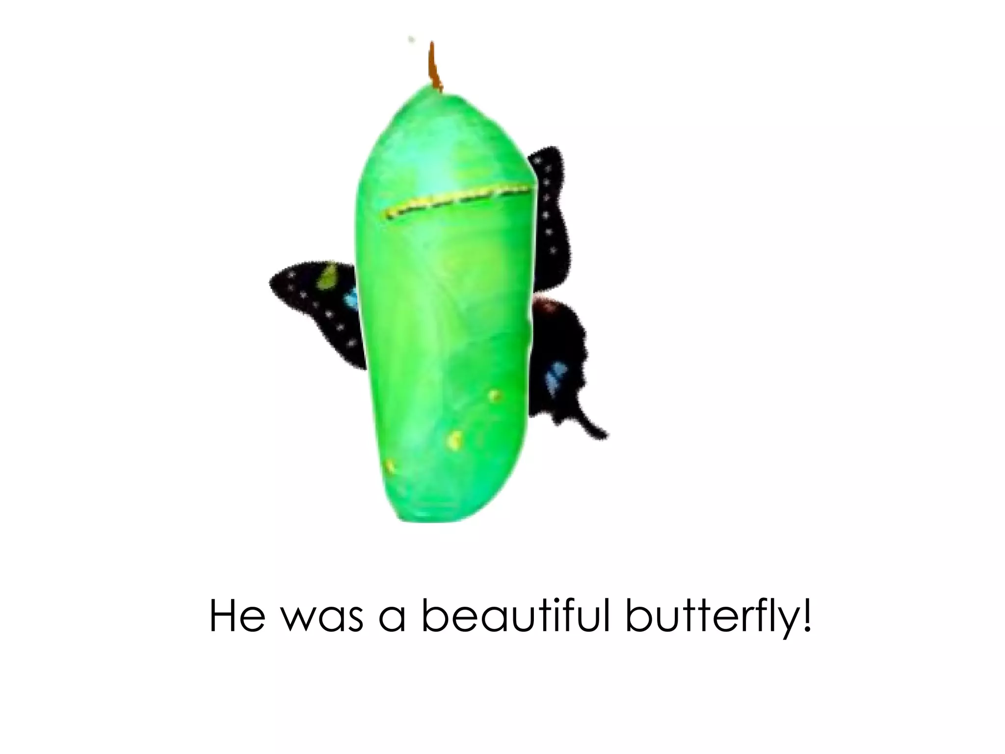 He was a beautiful butterfly!