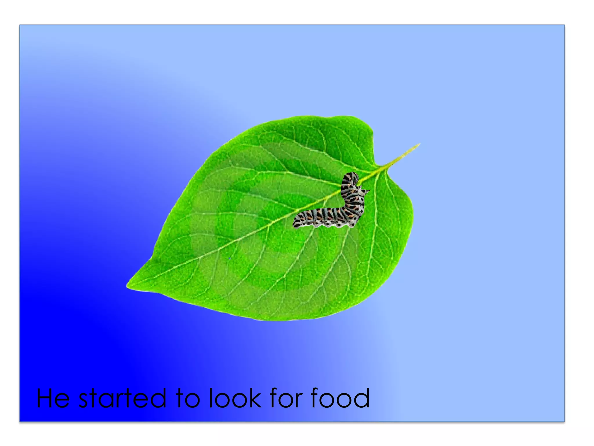 He started to look for food