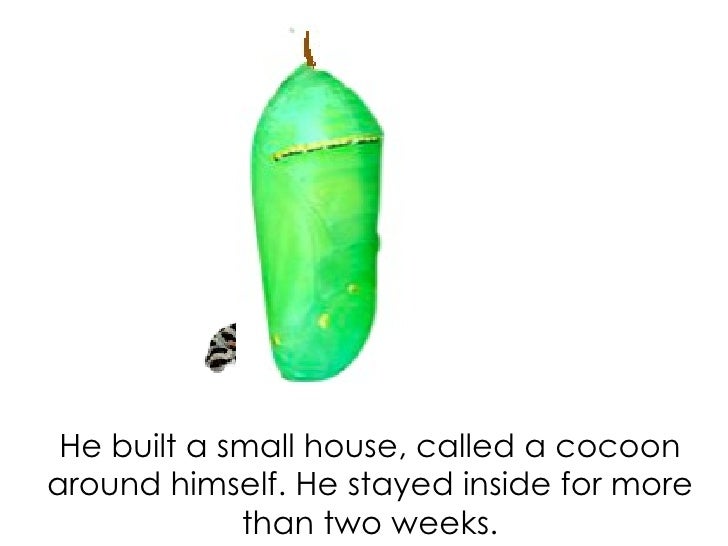 The very hungry caterpillar