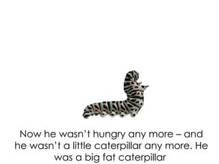 Now he wasn’t hungry any more – and
he wasn’t a little caterpillar any more. He
       was a big fat caterpillar
 