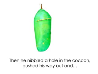 Then he nibbled a hole in the cocoon,
      pushed his way out and…
 
