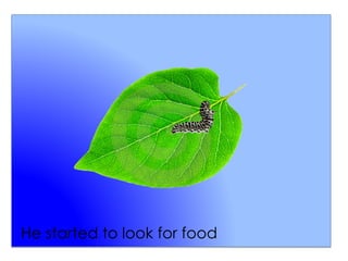 He started to look for food
 