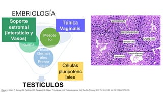 TESTICULOS
Células
Germin
ales
Primor
diales
Mesen
quima
Mesote
lio
Túnica
Vaginalis
Soporte
estromal
(Intersticio y
Vasos)
Células
pluripotenc
iales
EMBRIOLOGÍA
Cheng L, Albers P, Berney DM, Feldman DR, Daugaard G, Gilligan T, Looijenga LHJ. Testicular cancer. Nat Rev Dis Primers. 2018 Oct 5;4(1):29. doi: 10.1038/s41572-018-
 