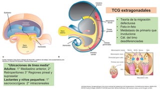 *Ubicaciones de línea media*
Adultos: 1° Mediastino anterior, 2°
Retroperitoneo 3° Regiones pineal y
supraselar
Lactantes y niños pequeños: 1°
sacrococcígeos 2° intracraneales
TCG extragonadales
• Teoría de la migración
defectuosa
• Feto-in-feto
• Metástasis de primario que
involuciona
• Cél. del timo
desdiferenciadas
UpToDate Review. Extragonadal germ cell tumors involving the mediastinum and retroperitoneum, AUTHOR:Darren Feldman, MDSECTION
EDITOR:Timothy D Gilligan, MDDEPUTY EDITORS:Sonali Shah, MDPaul Dieffenbach, MD.Literature review current through: Jul 2023.
 