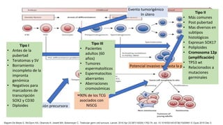 Rajpert-De Meyts E, McGlynn KA, Okamoto K, Jewett MA, Bokemeyer C. Testicular germ cell tumours. Lancet. 2016 Apr 23;387(10029):1762-74. doi: 10.1016/S0140-6736(15)00991-5. Epub 2015 Dec 3.
≈90% de los TCG
asociados con
NISCG
Evento tumorigénico
In útero
Lesión precursora
Potencial invasivo se hasta la pubertad
Tipo I
• Antes de la
pubertad
• Teratomas y SV
• Borramiento
incompleto de la
impronta
genómica
• Negativos para
marcadores de
transcripción
SOX2 y CD30
• Diploides
Tipo II
• Más comunes
• Post pubertad
• Mas diversos en
subtipos
histológicos
• Expresan SOX17
• Poliploides
• Cromosoma 12p
(amplificación)
• TP53 wt
• Relacionados a
mutaciones
germinales
Tipo III
• Pacientes
adultos (60
años)
• Tumores
espermatoíticos
• Espermatocitos
aberrantes
• Aberraciones
cromosómicas
 