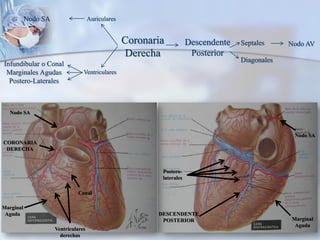 Coronaria
Derecha
Auriculares
Ventriculares
Descendente
Posterior
Nodo SA
Infundibular o Conal
Marginales Agudas
Postero-Laterales
Septales
Diagonales
Nodo AV
Nodo SA
Conal
Marginal
Aguda
Ventriculares
derechas
Postero-
laterales
Nodo SA
DESCENDENTE
POSTERIOR Marginal
Aguda
CORONARIA
DERECHA
 